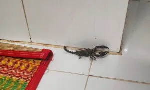 Làm gì khi nhà bị côn trùng xâm nhập? Làm gì khi nhà bị côn trùng xâm nhập?