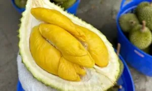 Sầu riêng Musang King tiếp tục rớt giá Sầu riêng Musang King tiếp tục rớt giá