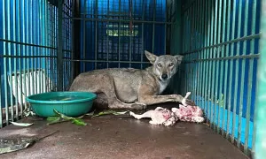 Người mẹ Ấn Độ kể khoảnh khắc đàn sói xông vào nhà bắt con gái Người mẹ Ấn Độ kể khoảnh khắc đàn sói xông vào nhà bắt con gái