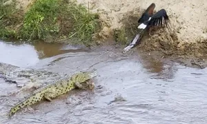 Đại bàng trộm mồi của cá sấu Đại bàng trộm mồi của cá sấu