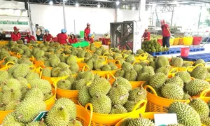 Nhiều quốc gia tăng mua sầu riêng Việt Nhiều quốc gia tăng mua sầu riêng Việt