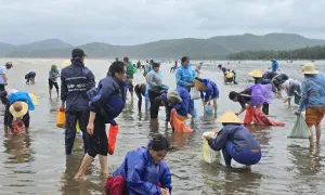 Đổ xô ra biển nhặt ngao Đổ xô ra biển nhặt ngao