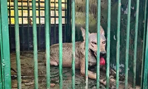 Ấn Độ khống chế thành công bầy sói chuyên săn người Ấn Độ khống chế thành công bầy sói chuyên săn người