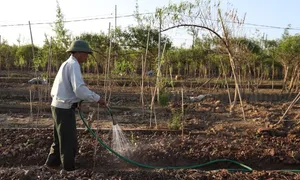 Làng đào Nhật Tân trồng hoa cúc, su hào để bán Tết Làng đào Nhật Tân trồng hoa cúc, su hào để bán Tết
