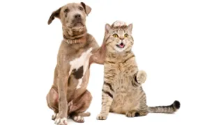 Nghiên cứu mới về cách giúp chó và mèo thân nhau Nghiên cứu mới về cách giúp chó và mèo thân nhau