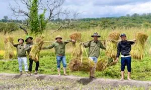 Người Việt trồng lúa nước trên đất châu Phi Người Việt trồng lúa nước trên đất châu Phi