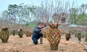 Ghép đào thành hình lục bình bán Tết Ghép đào thành hình lục bình bán Tết