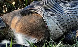 Trăn Miến Điện nuốt chửng hươu đuôi trắng Trăn Miến Điện nuốt chửng hươu đuôi trắng