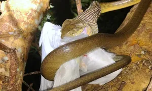Hòn đảo Mỹ bị nhện và rắn thống trị Hòn đảo Mỹ bị nhện và rắn thống trị