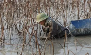 Sục bùn thu hoạch củ sen Sục bùn thu hoạch củ sen
