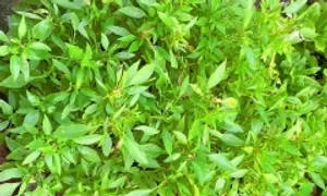 6 loại thảo mộc giải độc gan 6 loại thảo mộc giải độc gan