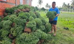 Nhà vườn sốt ruột vì cúc mâm xôi bán Tết chậm ra hoa Nhà vườn sốt ruột vì cúc mâm xôi bán Tết chậm ra hoa