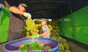 200.000 một kg sầu riêng, nhiều nhà vườn vẫn thua lỗ 200.000 một kg sầu riêng, nhiều nhà vườn vẫn thua lỗ