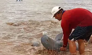 Người dân giải cứu đàn cá heo mắc cạn Người dân giải cứu đàn cá heo mắc cạn