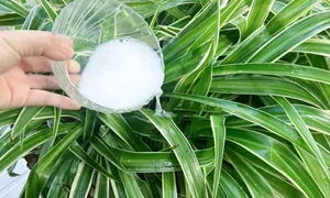 4 công dụng bất ngờ của sữa tươi hết hạn 4 công dụng bất ngờ của sữa tươi hết hạn