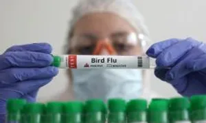 Mỹ đầu tư thêm 590 triệu USD thúc đẩy nghiên cứu vaccine cúm gia cầm Mỹ đầu tư thêm 590 triệu USD thúc đẩy nghiên cứu vaccine cúm gia cầm